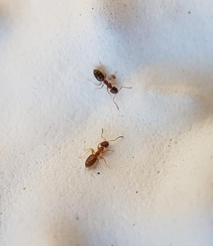 Plagiolepis sp.